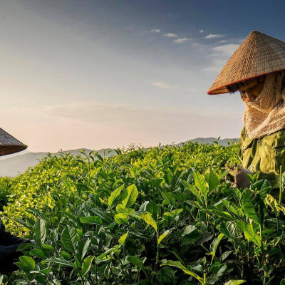 Combo 03 Hộp Trà Tân Cương Long Đình 500 gram