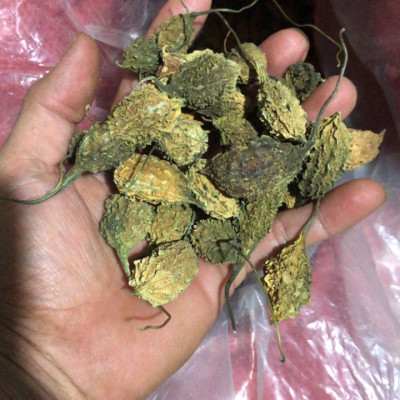 Đặc Sản Kon Tum - Khổ qua rừng nguyên trái hỗ trợ tiểu đường hiệu quả - OCOP 3 Sao