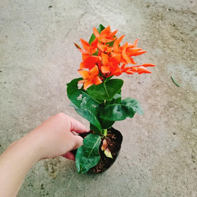 Cây Trang Cam Đài Loan - cây cảnh để bàn + tặng phân bón cho cây mau lớn