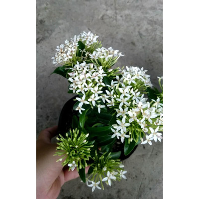 Cây Mẫu Đơn Trắng - Cây Bông Trang Trắng - cây cảnh vườn + Tặng phân bón cho cây mau lớn