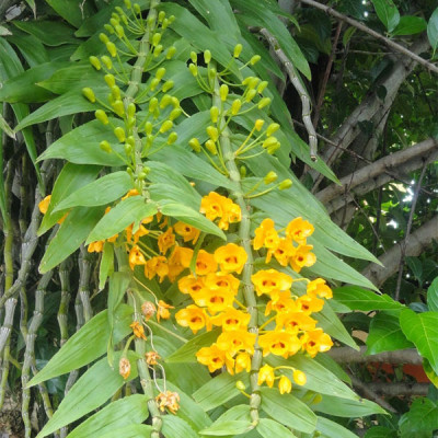 Bộ phân bón hữu cơ sinh học - dịch trùn quế tốt lá và kích thích ra hoa - Bio 01+04(2 chai x 500ml)