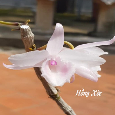 Bột Kích Rễ Israel - Dry Rooting Power Hormoril T3 (Hủ 100gr) dùng kích thích ra rễ nhanh, khỏe trong việc giâm chiết cành hay cây con họ thân mềm (có Thành phần T With Fungicige Ngăn Ngừa Nấm Bệnh vết cắt)