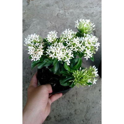 Cây Mẫu Đơn Trắng - Cây Bông Trang Trắng - cây cảnh vườn + Tặng phân bón cho cây mau lớn