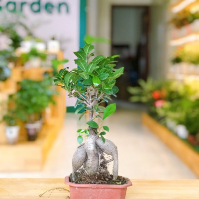 Cây si nhật bonsi để bàn