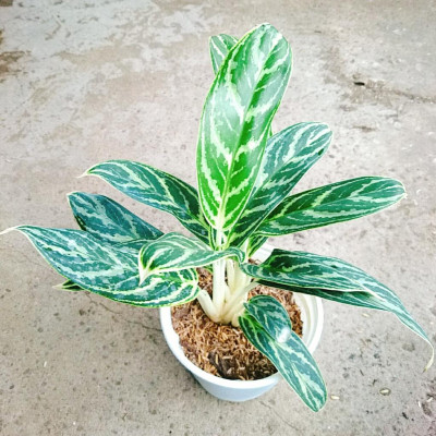 Cây Tiểu Bạch Mã Hoàng Tử - cây cảnh để bàn + tặng phân bón cho cây