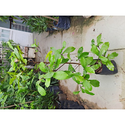 Cây thần kỳ chiều cao 30-40cm