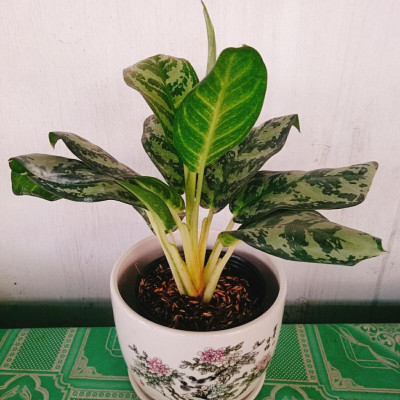 Cây Thanh Hậu - cây cảnh để bàn + tặng phân bón cho cây mau lớn