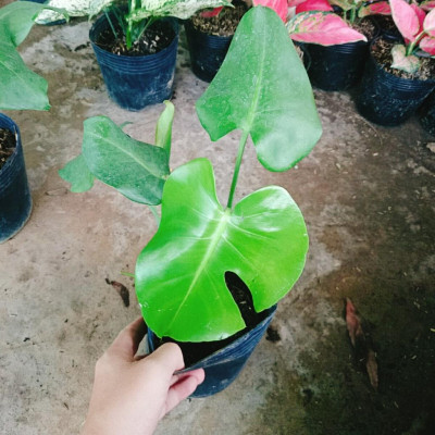 Trầu Bà Lá Xẻ - trầu bà nam mỹ - cây cảnh để trong nhà + tặng phân bón cho cây mau lớn