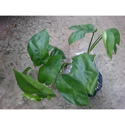 Cây Trầu Bà Lá Khía - cây cảnh để trong nhà + tặng phân bón cho cây