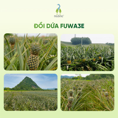 Nước Rửa Chén Fuwa3e Hương Dứa Làm Sạch Dầu Mỡ An Toàn Cho Gia Đình Chai 500ml