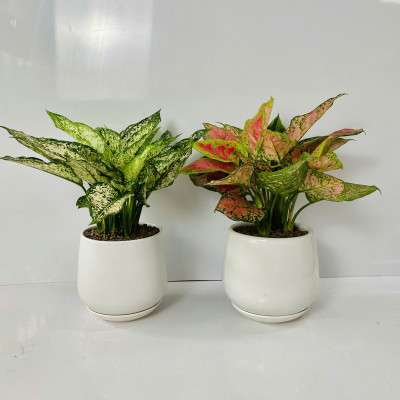 Chậu Cây Để Bàn Nhỏ Văn Phòng (1 bộ chậu và Cây Vạn Lộc Đỏ) cây trong nhà trang trí may mắn