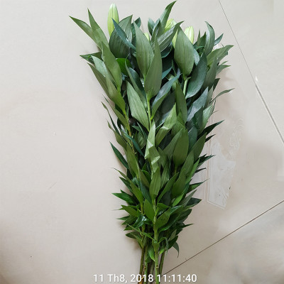 Chăm sóc hoa lâu tàn bằng bột dưỡng cho hoa cắt cành nhập khẩu Israel (Set 50 gói) giữ hoa lâu tàn gấp 2 lần bình thường và 14 ngày không thay nước mới