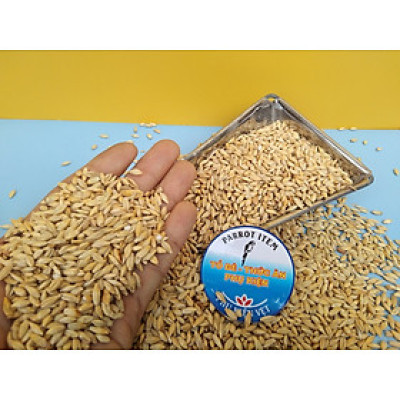 hạt đại mạch nhiều chất dinh dưỡng làm thức ăn cho chim, vẹt