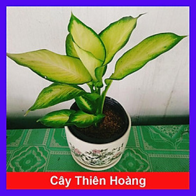 Cây Thiên Hoàng - cây cảnh để bàn + tặng phân bón cho cây