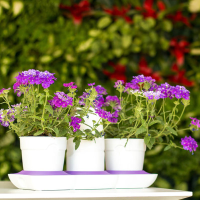 Chậu Cây Tự Dưỡng Thông Minh nhập khẩu Bồ Đào Nha giúp cây trồng tự động tưới, tự bón phân và dành cho người bận rộn nhưng yêu thiên nhiên