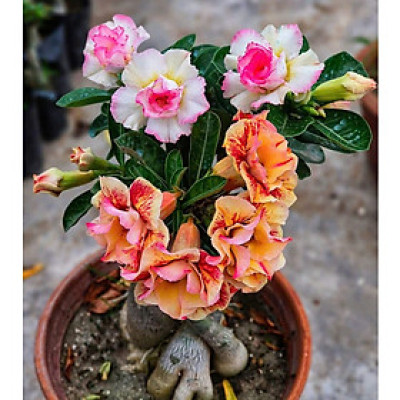 Hạt giống hoa sứ kép Thái Lan 2 màu cam và trắng viền hồng cánh nhọn - Bịch 10 hạt – Mã số 2026