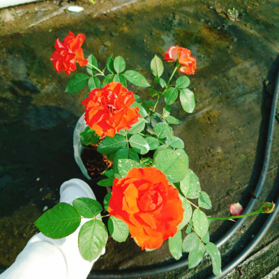 Cây Hoa Hồng Lửa - cây cảnh để bàn + tặng phân bón cho cây