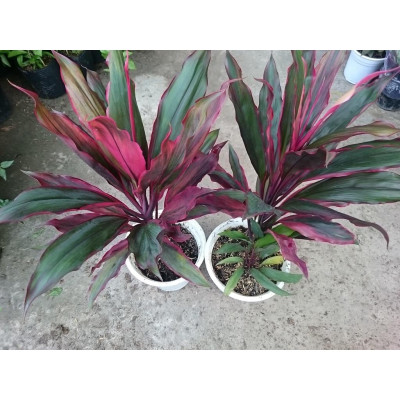 Cây phát tài đỏ - cây cảnh để trong nhà + tặng phân bón cho cây