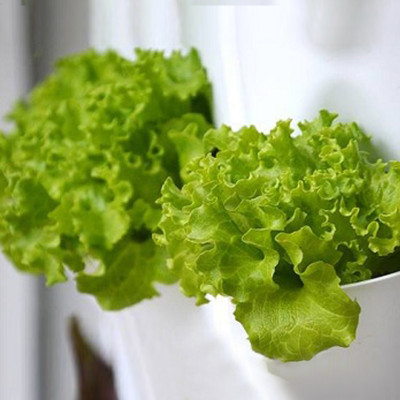 Tự Trồng Rau Đứng Minigarden tại nhà kèm Hệ Thống Tưới Nhỏ Giọt Bán Tự Động 2L/h + Bình Châm Phân Bón cho rau chứa 8 lít và  khung Module Vertical nhập khẩu Châu Âu (Không Cần Thay Đất cho Rau)