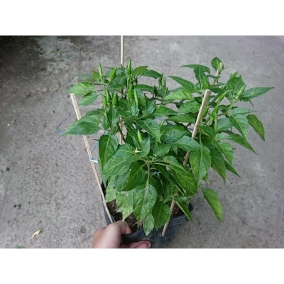 Cây ớt hiểm - cây cảnh vườn + tặng phân bón cho cây