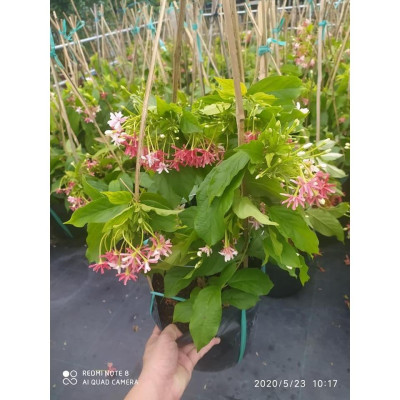 Trang leo sử quân tử - Cây cảnh trang trí + Tặng phân bón cho cây