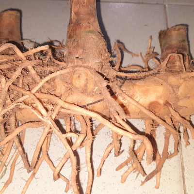 Củ cát lồi - củ cây mía dò, củ tươi