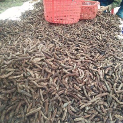 chuối hột rừng tây nguyên phơi khô 1kg