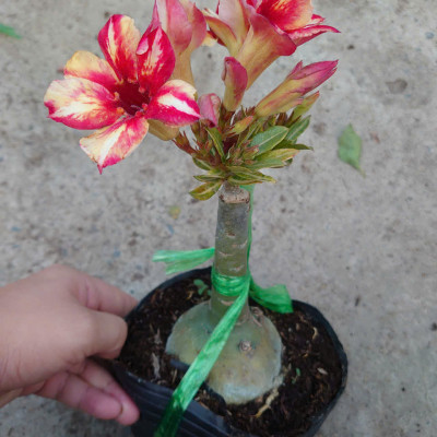 Cây Hoa Sứ Thái Ghép (giao màu ngẫu nhiên)