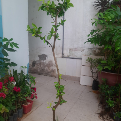 Cây sơ ri chiều cao khoảng 1m lựa chọn cây