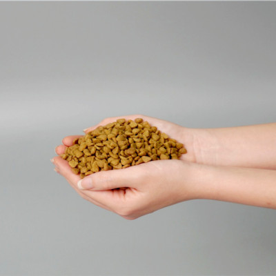 [1KG] - Thức ăn hạt cho mèo mọi lứa tuổi Today