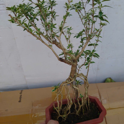 Bạch Tuyết Mai - Cây cảnh Bonsai để bàn + Tặng phân bón cho cây