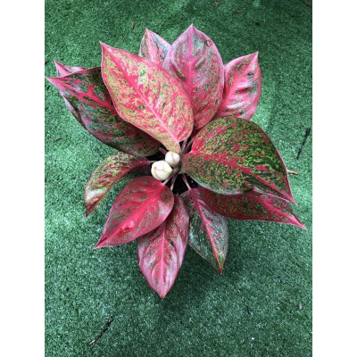 Cây Như Ý - cây cảnh để bàn + tặng phân bón cho cây