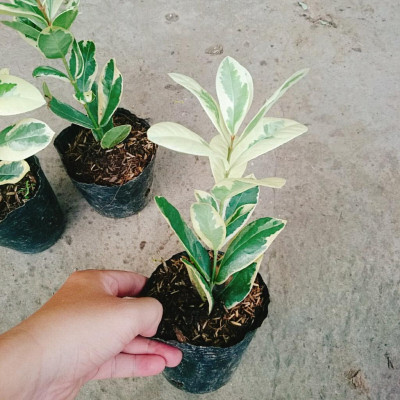 Cây Trang Mỹ Đỏ Cẩm Thạch - Trang Nhung Cẩm Thạch + tặng phân bón cho cây mau lớn