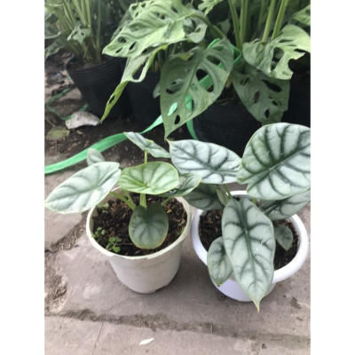 Môn Rồng Bạc ( Alocasia Baginda Silver Dragon ) - cây cảnh để bàn + tặng phân bón cho cây