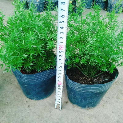 Cây Thiên Môn Đông - cây Trúc Thiên Môn sum suê + tặng kèm phân bón cho cây