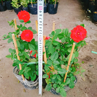 Cây Hoa Hồng Lửa - cây cảnh để bàn + tặng phân bón cho cây