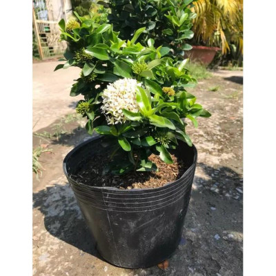 Cây Mẫu Đơn Trắng - Cây Bông Trang Trắng - cây cảnh vườn + Tặng phân bón cho cây mau lớn