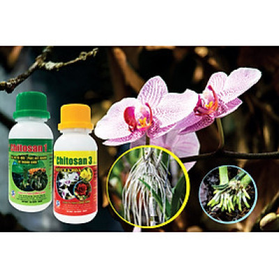 Combo 2 chai phân bón lá sinh học cho hoa Chitosan