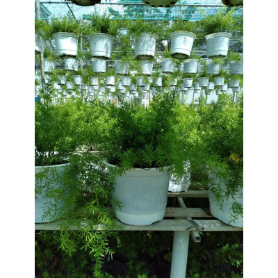 Cây Thiên Môn Đông - cây Trúc Thiên Môn sum suê + tặng kèm phân bón cho cây