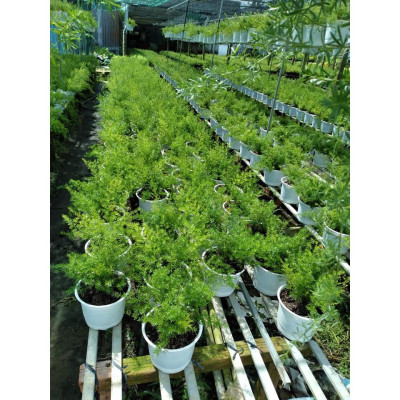 Cây Thiên Môn Đông - cây Trúc Thiên Môn sum suê + tặng kèm phân bón cho cây