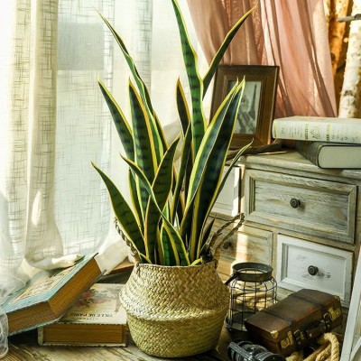 Cành lưỡi hổ giả cao cấp có 3 kích thước - Size từ 66cm đến 73cm - Cây giả, hoa lụa Decor trang trí nhà cửa