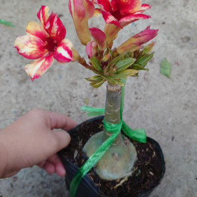 Cây Hoa Sứ Thái Ghép (giao màu ngẫu nhiên)