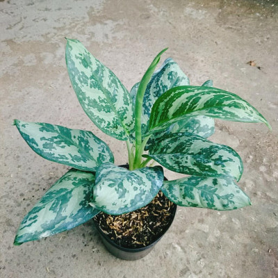 Cây Thanh Hậu - cây cảnh để bàn + tặng phân bón cho cây mau lớn