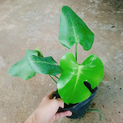 Trầu Bà Lá Xẻ - trầu bà nam mỹ - cây cảnh để trong nhà + tặng phân bón cho cây mau lớn