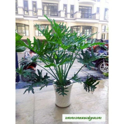 Trầu Bà Thanh Xuân - Cây cảnh để trong nhà + Tặng phân bón cho cây