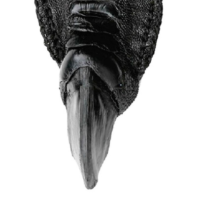 HT8425-26-27-28 - Móc khóa Huy Hoàng chân đà điểu màu đen, nâu đỏ, vàng bò, nâu đất