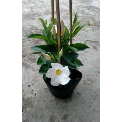 Cây Huỳnh Anh Trắng ( Cây Tuyết Anh ) - cây cảnh vườn + tặng phân bón cho cây