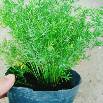 Cây Thiên Môn Đông - cây Trúc Thiên Môn sum suê + tặng kèm phân bón cho cây