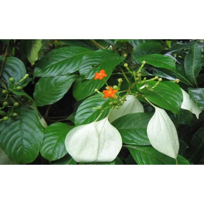 Cây Bướm Bạc - cây cảnh để trong nhà + tặng phân bón cho cây