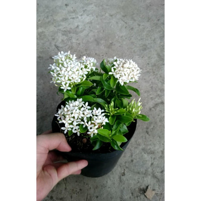 Cây Mẫu Đơn Trắng - Cây Bông Trang Trắng - cây cảnh vườn + Tặng phân bón cho cây mau lớn